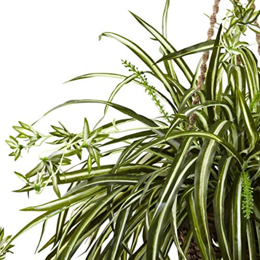 Spider Plant Hanging Basket fo - Spider Plant Hanging ulasan dan harga