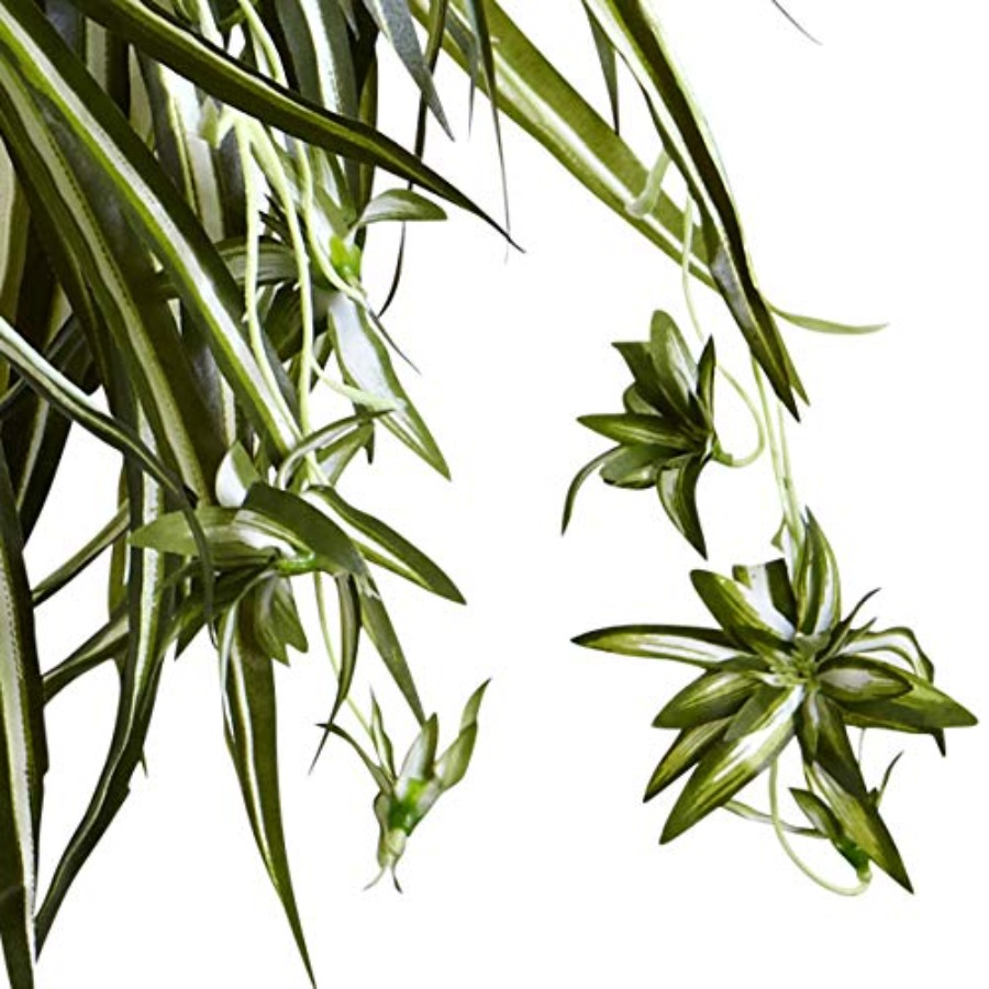Spider Plant Hanging Basket fo - Spider Plant Hanging ulasan dan harga