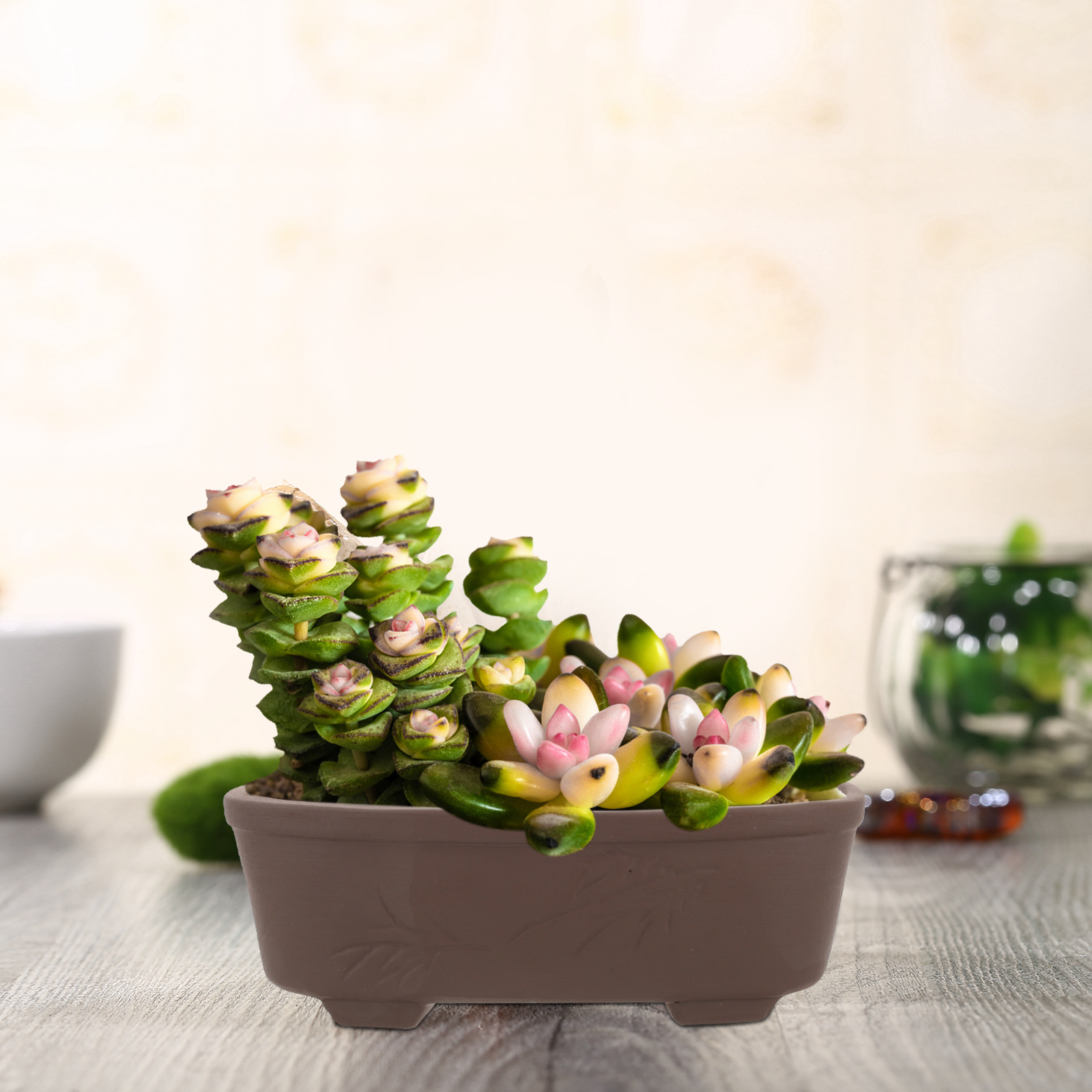 Handmade Vintage Style Clay Te - Pilea Peperomioides ulasan dan harga