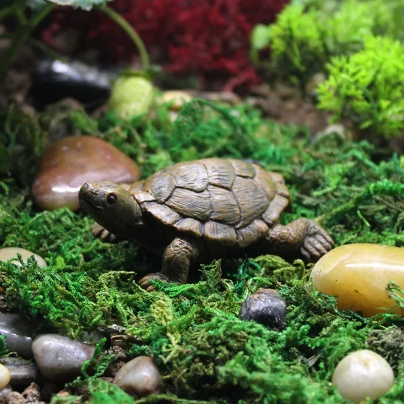 Simulation of Small Turtle Res - Echeveria Succulent ulasan dan harga
