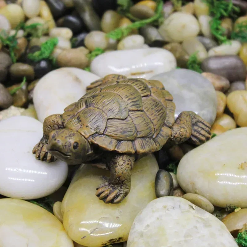 Simulation of Small Turtle Res - Echeveria Succulent ulasan dan harga
