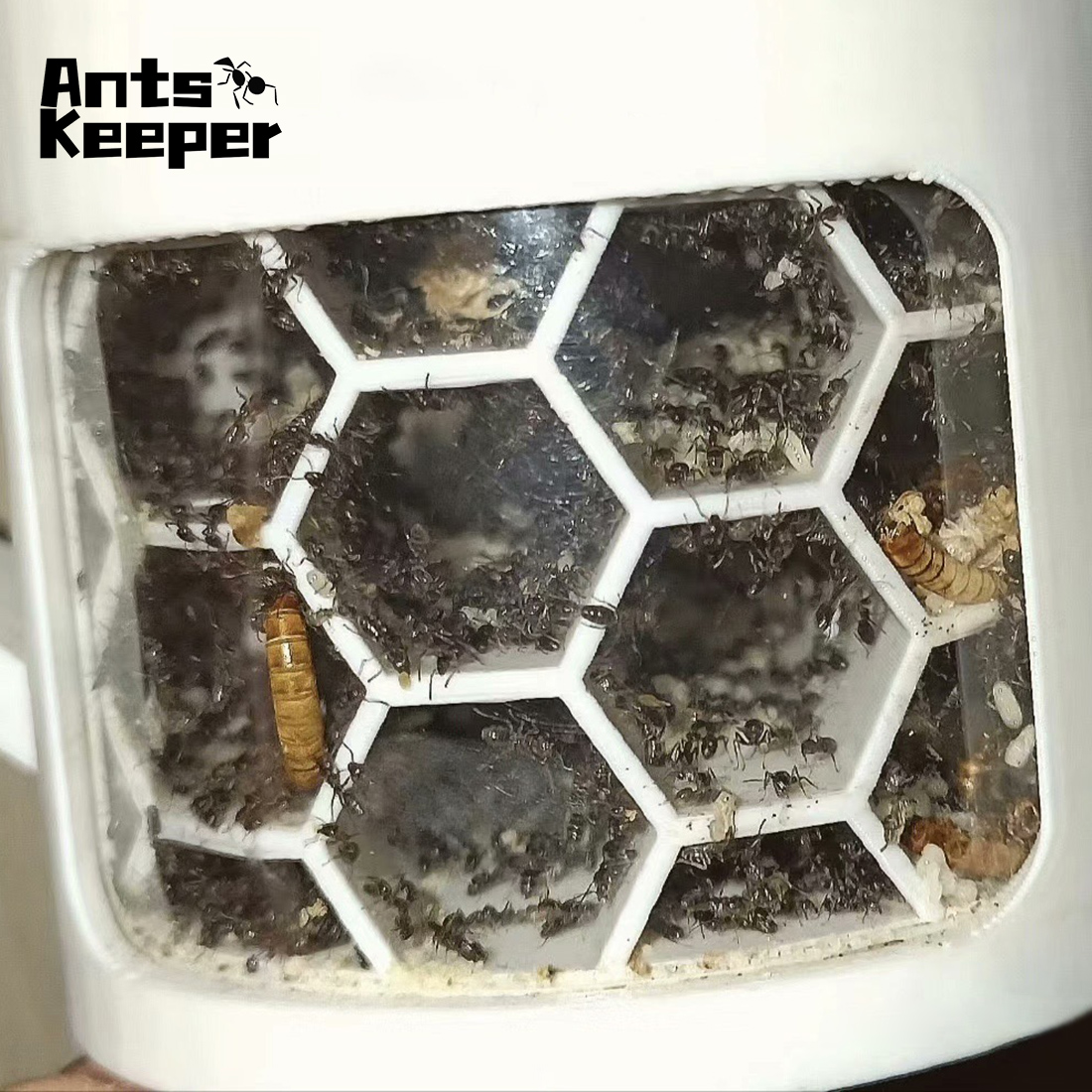 【Honeycomb】360 Degree Viewing  - Begonia Rex ulasan dan harga