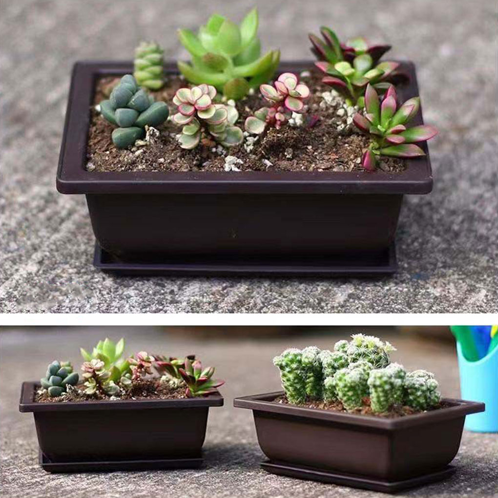 Plant Pots Bonsai Succulent Nu - Pilea Peperomioides ulasan dan harga