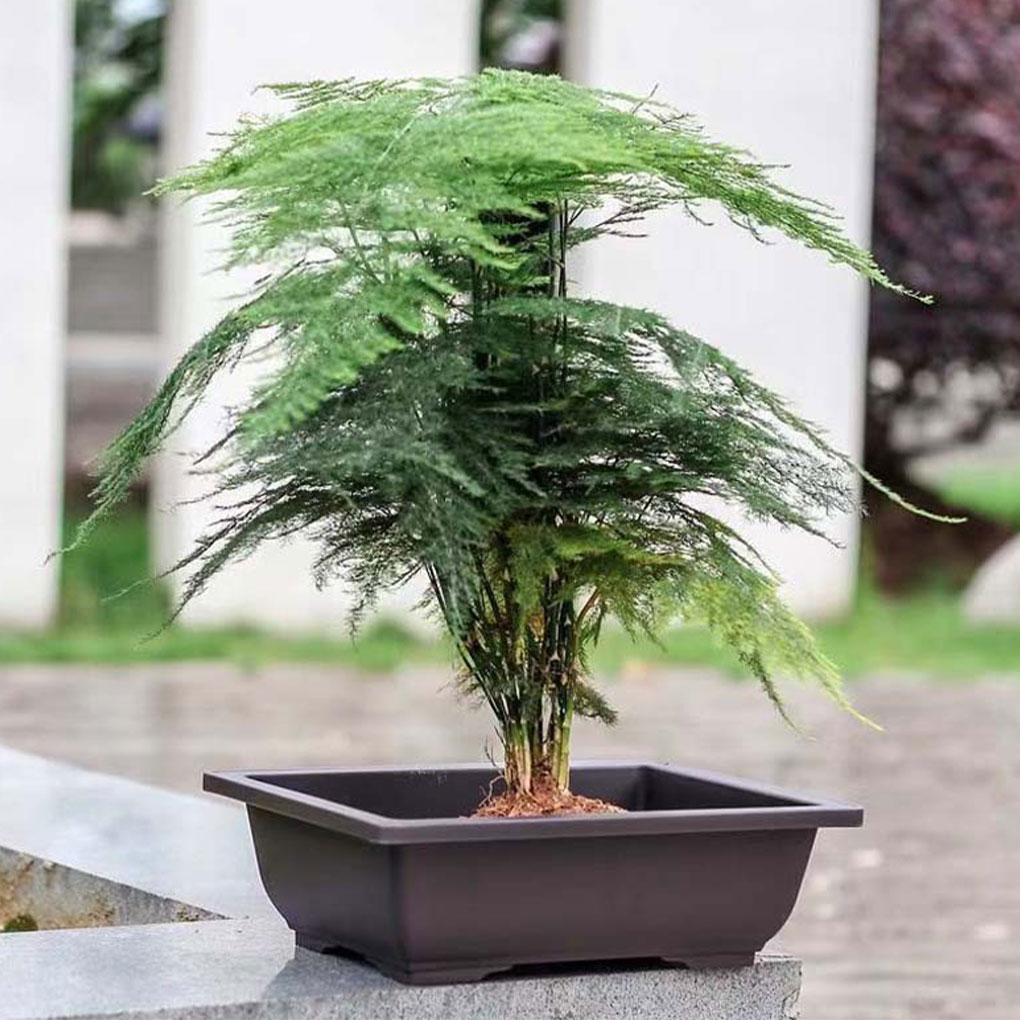 Plant Pots Bonsai Succulent Nu - Pilea Peperomioides ulasan dan harga
