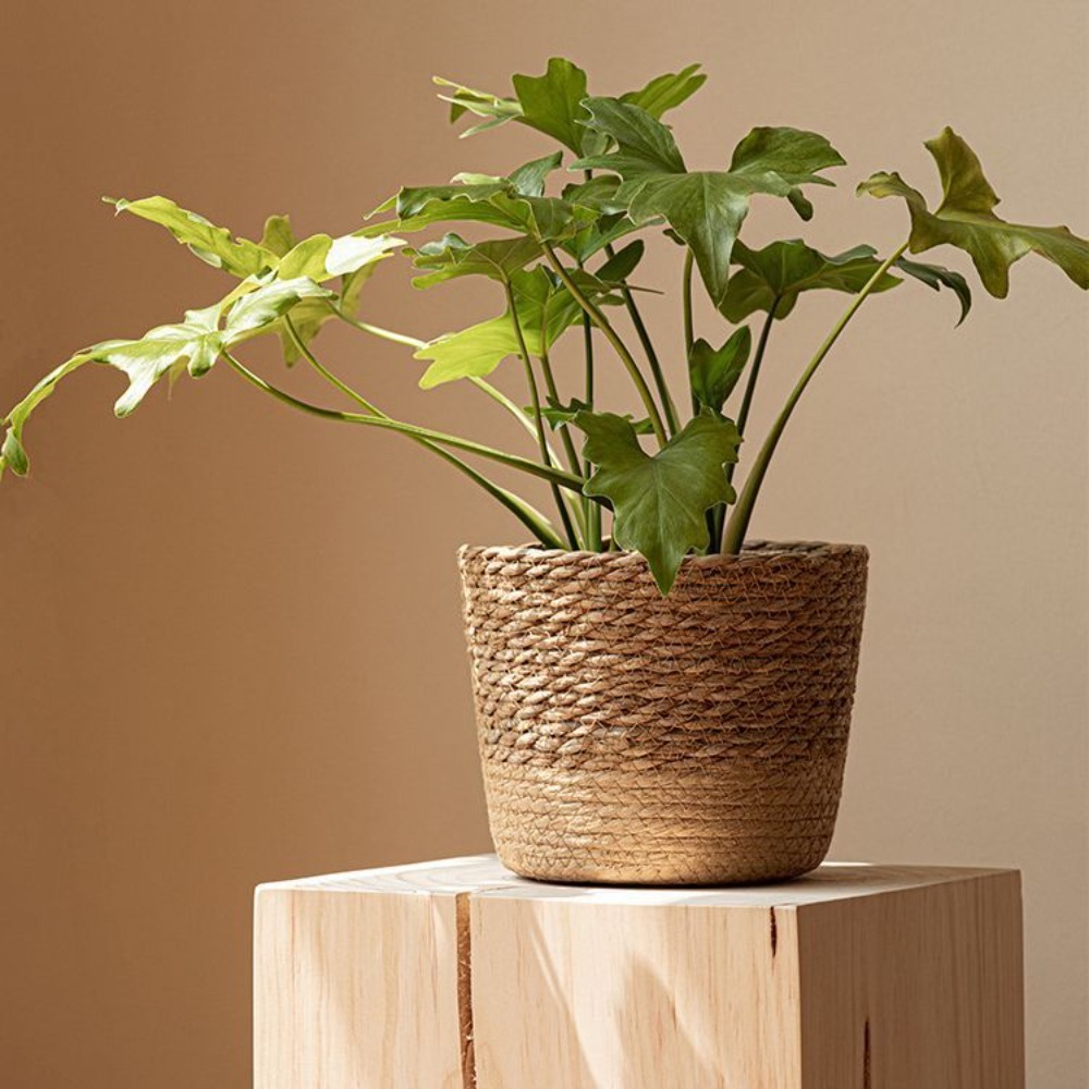 Straw Weaving Flower Plant Pot - Aloe Vera Pot ulasan dan harga