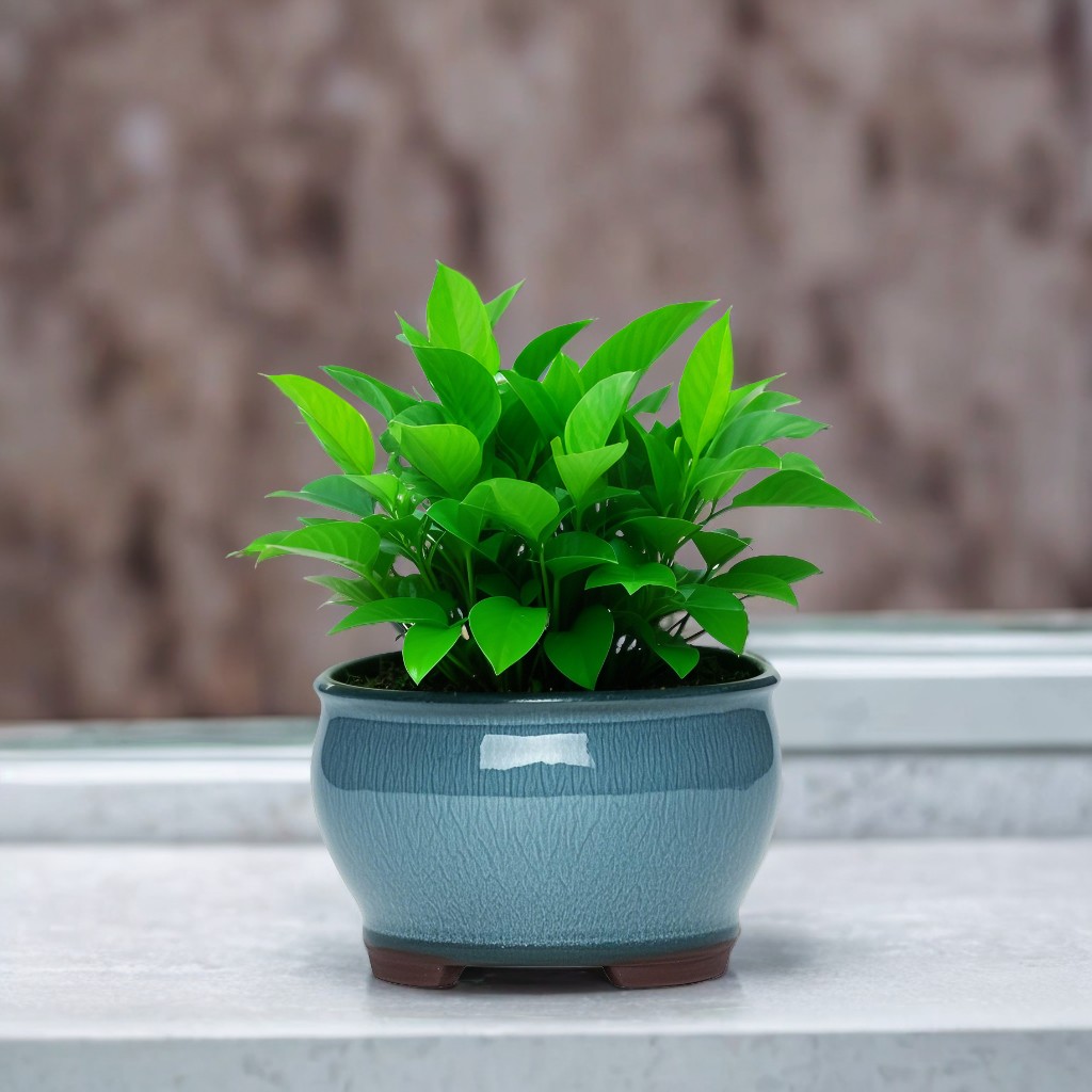 Ceramic Garden Planter Pots Ce - Aloe Vera Pot ulasan dan harga