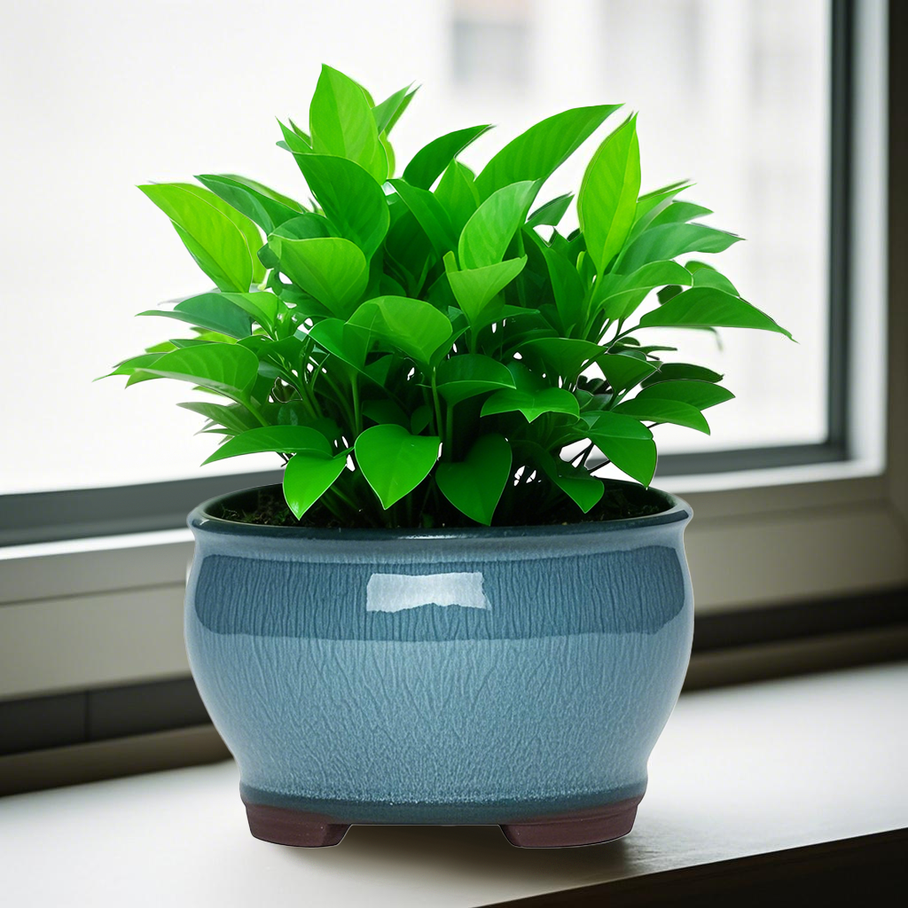 Ceramic Garden Planter Pots Ce - Aloe Vera Pot ulasan dan harga