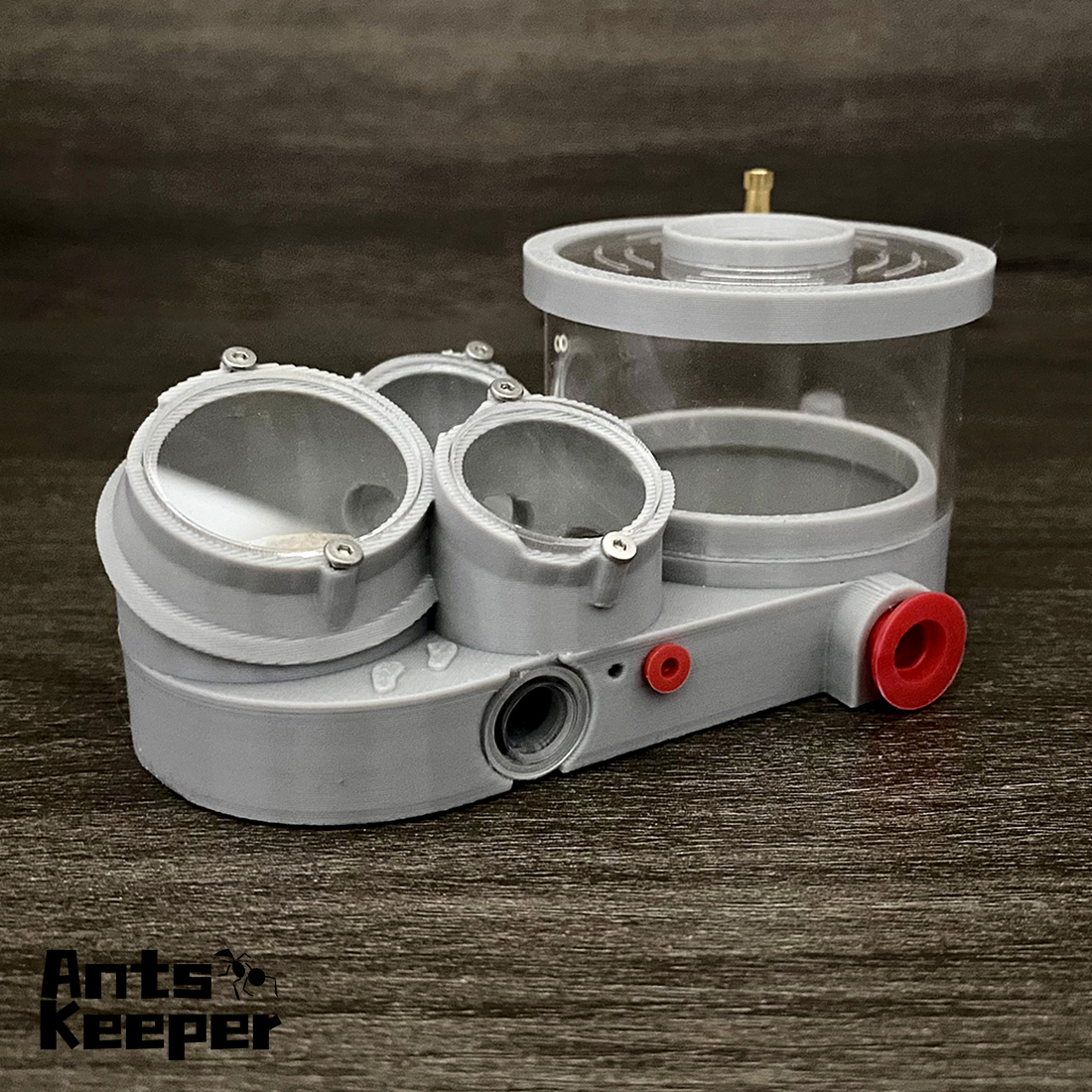 【Three Body】Ant Farm with Wate - Begonia Rex ulasan dan harga